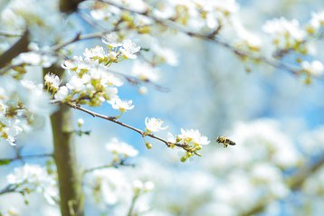 Fruehling-3.jpg